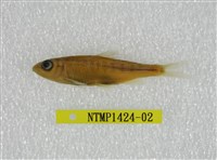 藏品(平頜鱲)的圖片